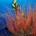 seawhip_kj_v_0705_png0003.jpg
